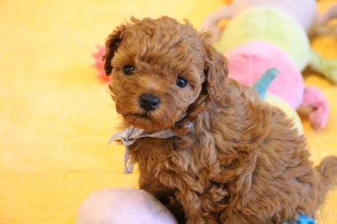 成約済の愛知県のトイプードル-69521の10枚目