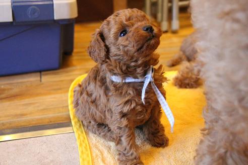 成約済の愛知県のトイプードル-69521の9枚目