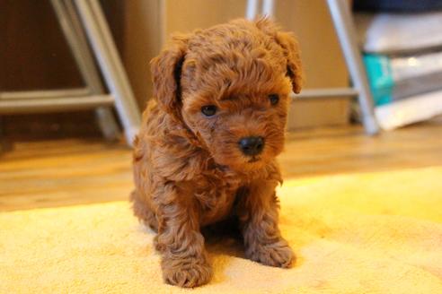 成約済の愛知県のトイプードル-69521の8枚目