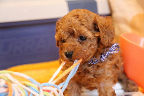 成約済の愛知県のトイプードル-69447の12枚目