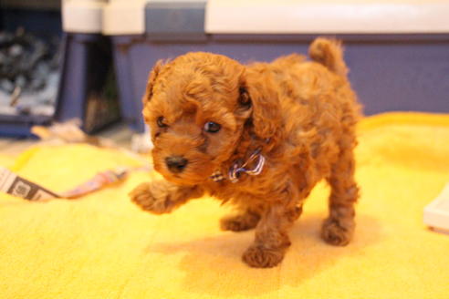 成約済の愛知県のトイプードル-69447の11枚目