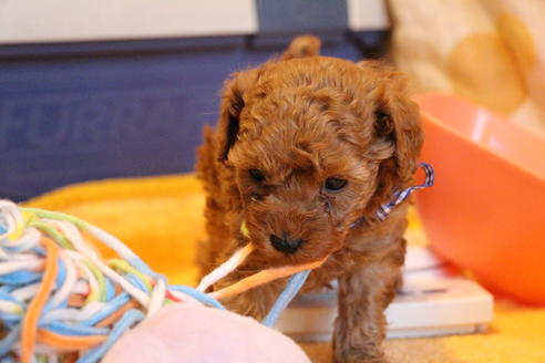 成約済の愛知県のトイプードル-69447の10枚目