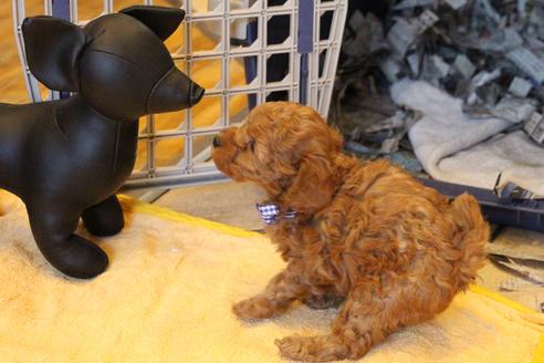 成約済の愛知県のトイプードル-69447の9枚目