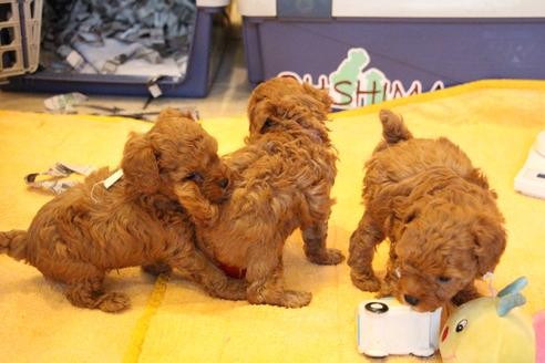 成約済の愛知県のトイプードル-69447の8枚目