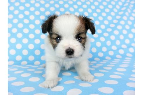 成約済の千葉県のパピヨン-71116の8枚目