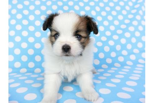 成約済の千葉県のパピヨン-71116の7枚目