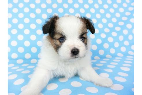 成約済の千葉県のパピヨン-71116の6枚目