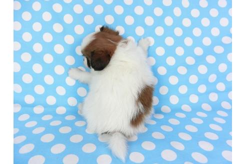 成約済の千葉県のパピヨン-71116の5枚目