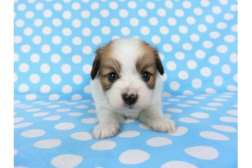 成約済の千葉県のパピヨン-71117の12枚目