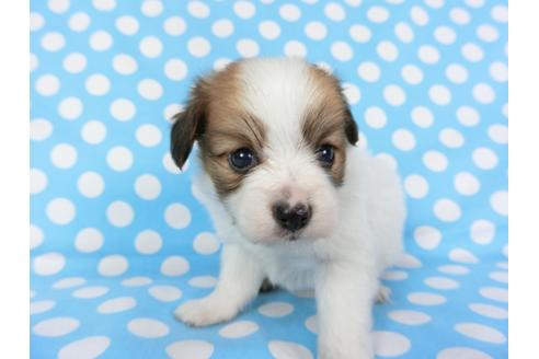 成約済の千葉県のパピヨン-71117の11枚目