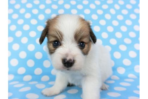 成約済の千葉県のパピヨン-71117の10枚目