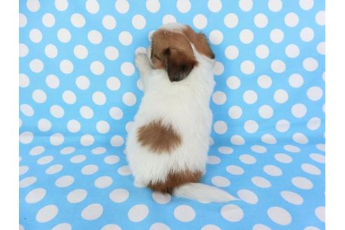 成約済の千葉県のパピヨン-71117の9枚目