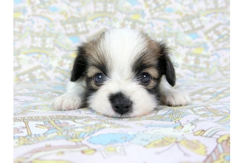 成約済の千葉県のパピヨン-71119の8枚目