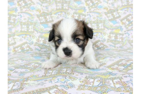 成約済の千葉県のパピヨン-71119の7枚目