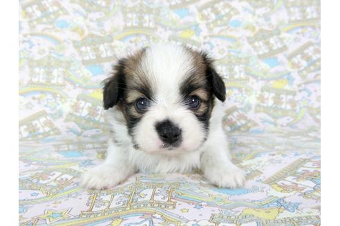 成約済の千葉県のパピヨン-71119の6枚目