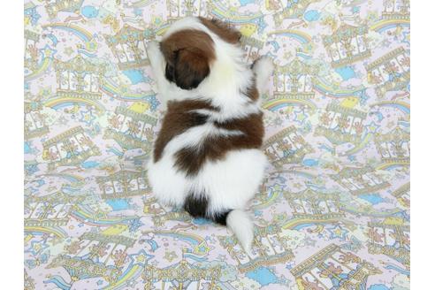 成約済の千葉県のパピヨン-71119の5枚目