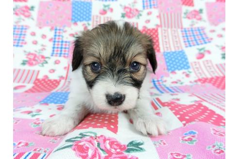 成約済の千葉県のパピヨン-71120の8枚目