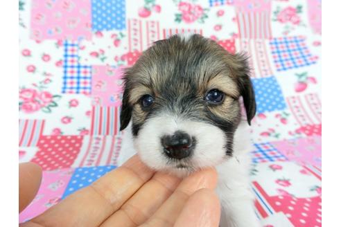 成約済の千葉県のパピヨン-71120の7枚目