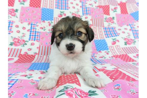 成約済の千葉県のパピヨン-71120の6枚目