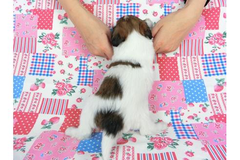 成約済の千葉県のパピヨン-71120の5枚目