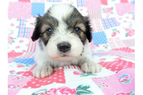 成約済の千葉県のパピヨン-71121の12枚目