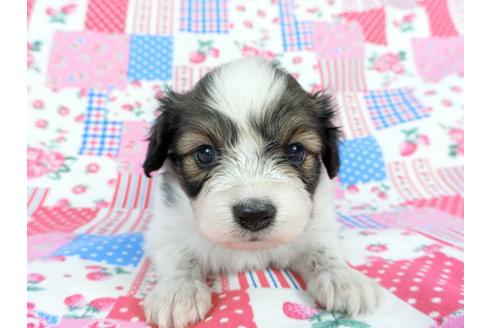 成約済の千葉県のパピヨン-71121の11枚目