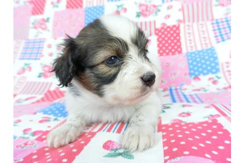 成約済の千葉県のパピヨン-71121の10枚目