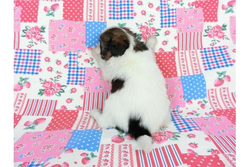 成約済の千葉県のパピヨン-71121の9枚目