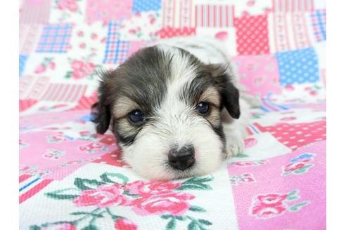 成約済の千葉県のパピヨン-71122の12枚目