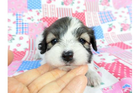 成約済の千葉県のパピヨン-71122の11枚目