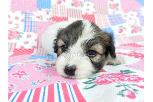 成約済の千葉県のパピヨン-71122の10枚目