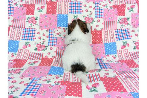 成約済の千葉県のパピヨン-71122の9枚目