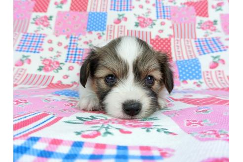 成約済の千葉県のパピヨン-71123の7枚目