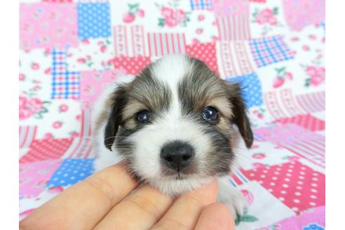 成約済の千葉県のパピヨン-71123の6枚目