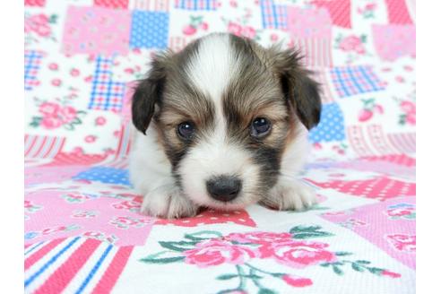 成約済の千葉県のパピヨン-71123の5枚目