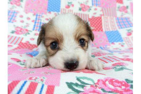 成約済の千葉県のパピヨン-71124の8枚目