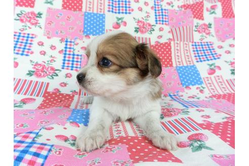 成約済の千葉県のパピヨン-71124の7枚目