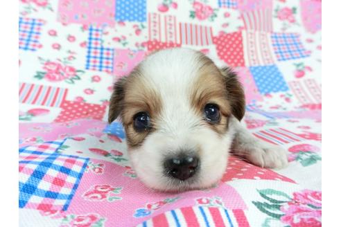 成約済の千葉県のパピヨン-71124の6枚目