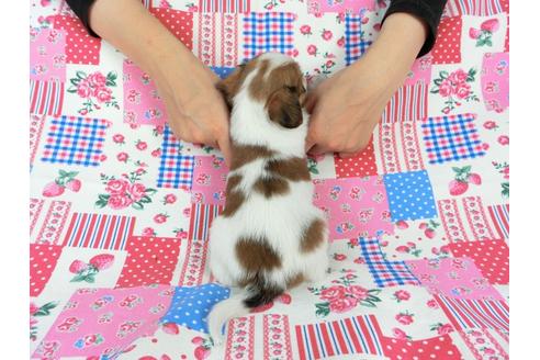 成約済の千葉県のパピヨン-71124の5枚目