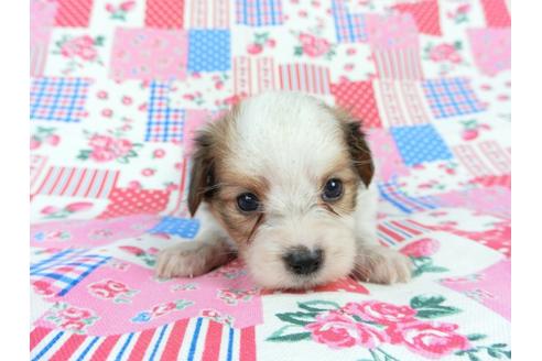 成約済の千葉県のパピヨン-71125の12枚目
