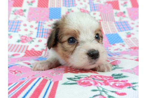 成約済の千葉県のパピヨン-71125の11枚目