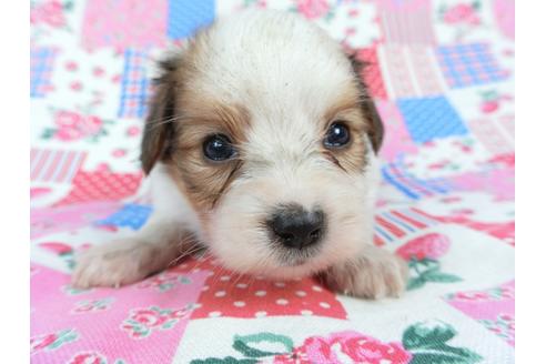 成約済の千葉県のパピヨン-71125の10枚目