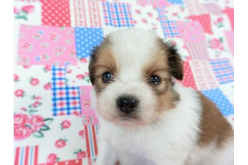 成約済の千葉県のパピヨン-71126の8枚目