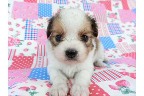 成約済の千葉県のパピヨン-71126の7枚目