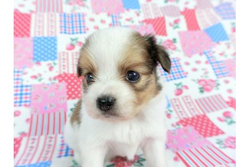 成約済の千葉県のパピヨン-71126の6枚目