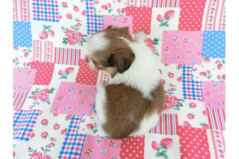 成約済の千葉県のパピヨン-71126の5枚目