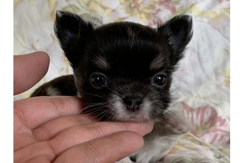 成約済の京都府のチワワ(ロングコート)-71148の9枚目