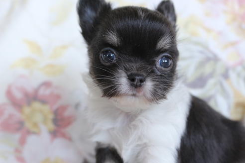 成約済の京都府のチワワ(ロングコート)-71148の6枚目