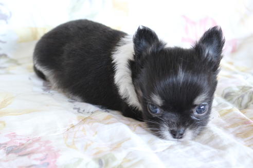 成約済の京都府のチワワ(ロングコート)-71148の5枚目