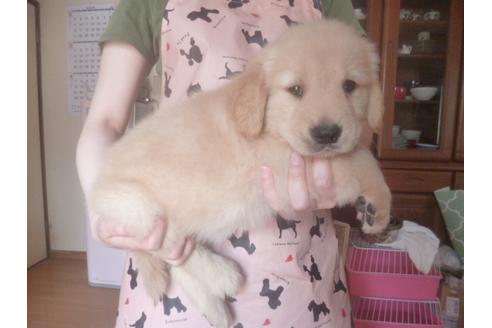 成約済の福岡県のゴールデンレトリーバー-71155の3枚目